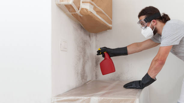 Professional Mold Removal technician working in Westville, IL