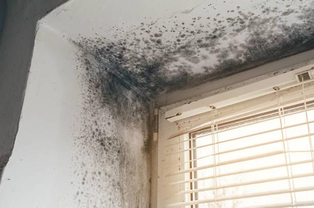 Affordable Mold Removal solutions in Westville, IL